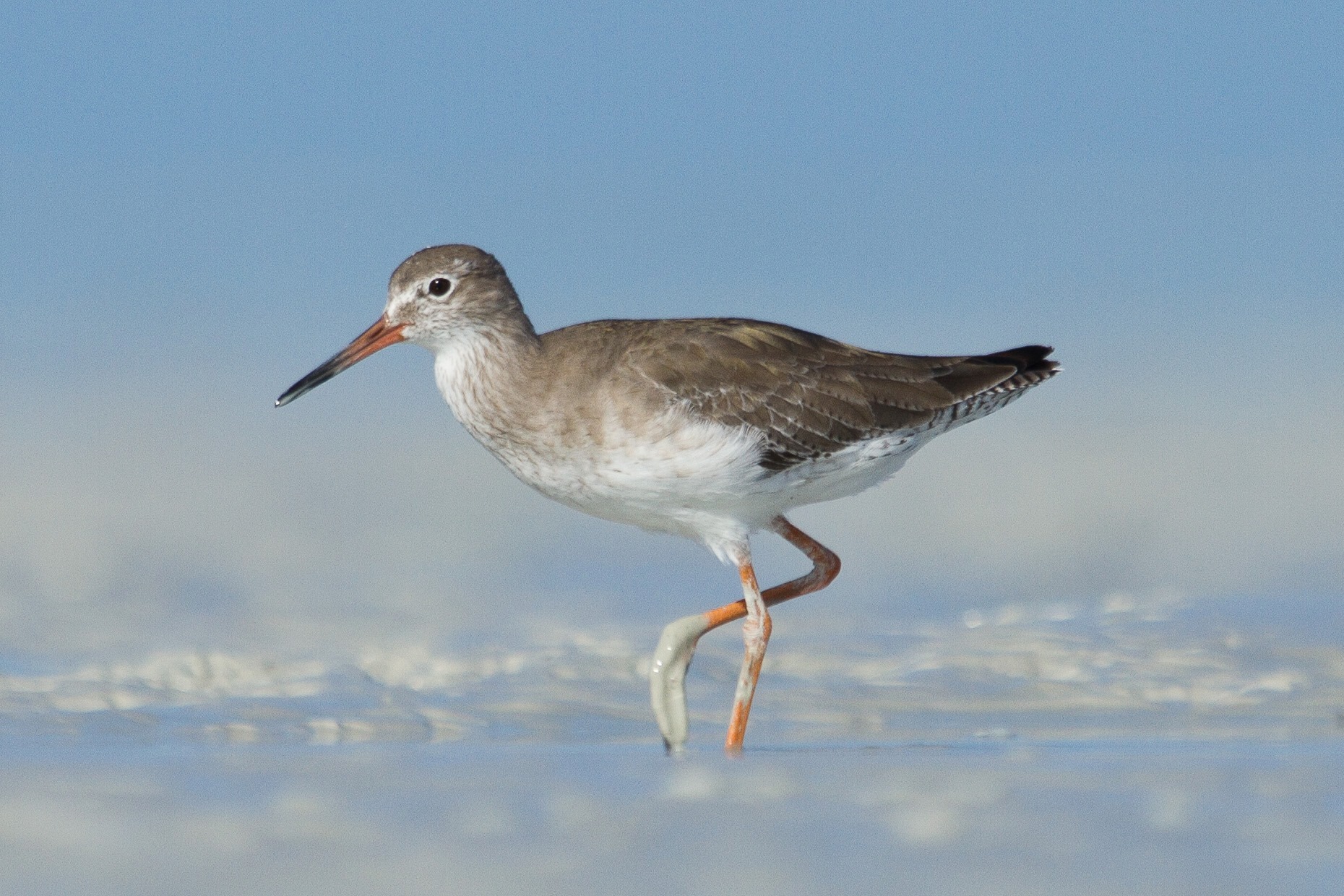 A Common Redshank out on the Roebuck Bay mudflats. Photo: Nigel Jackett