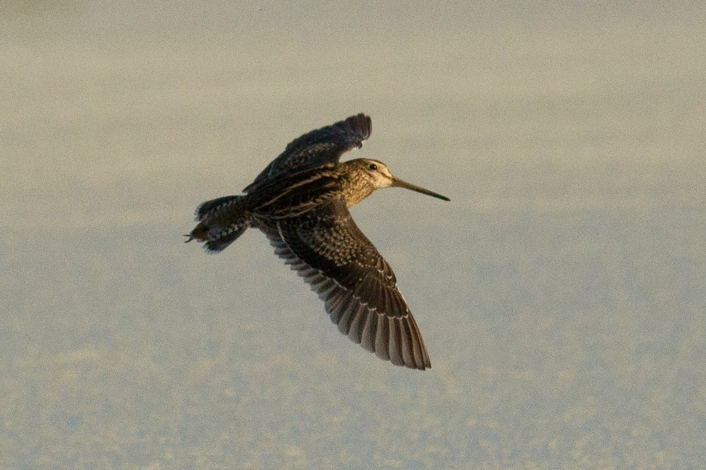 A brief, but convincing view that the Lake Eda snipe is a Swinhoe's! Photo: Nigel Jackett