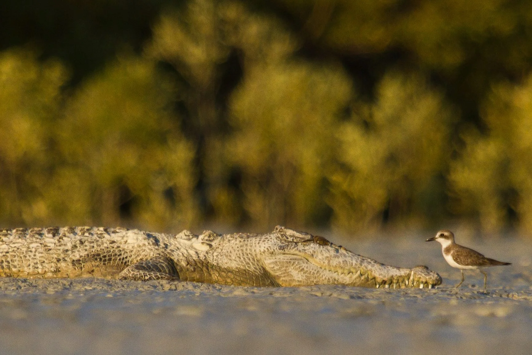 Although rarely seen, Estuarine Crocodiles (salties!) do occur in Roebuck Bay. Photo: Nigel Jackett