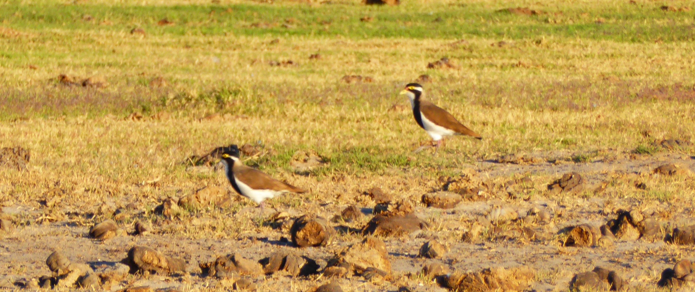 Two Banded Lapwings were seen in July at Rat Poison Tank on Roebuck Plains Station. Photo: John Graff