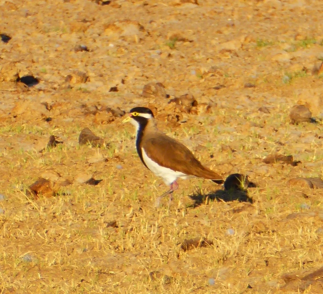 Late June to early August (2015)