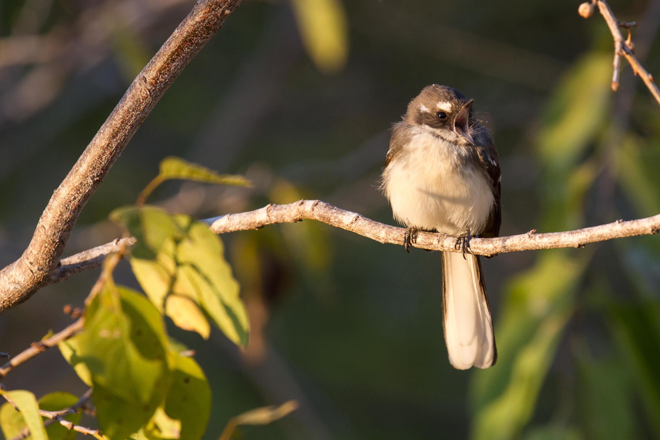 The albicauda Grey Fantail ('White-tailed Fantail') looks similar to our local Mangrove Grey Fantails, and could usually be found in their company, rather than that of the other Grey Fantails. Photo: Ric Else