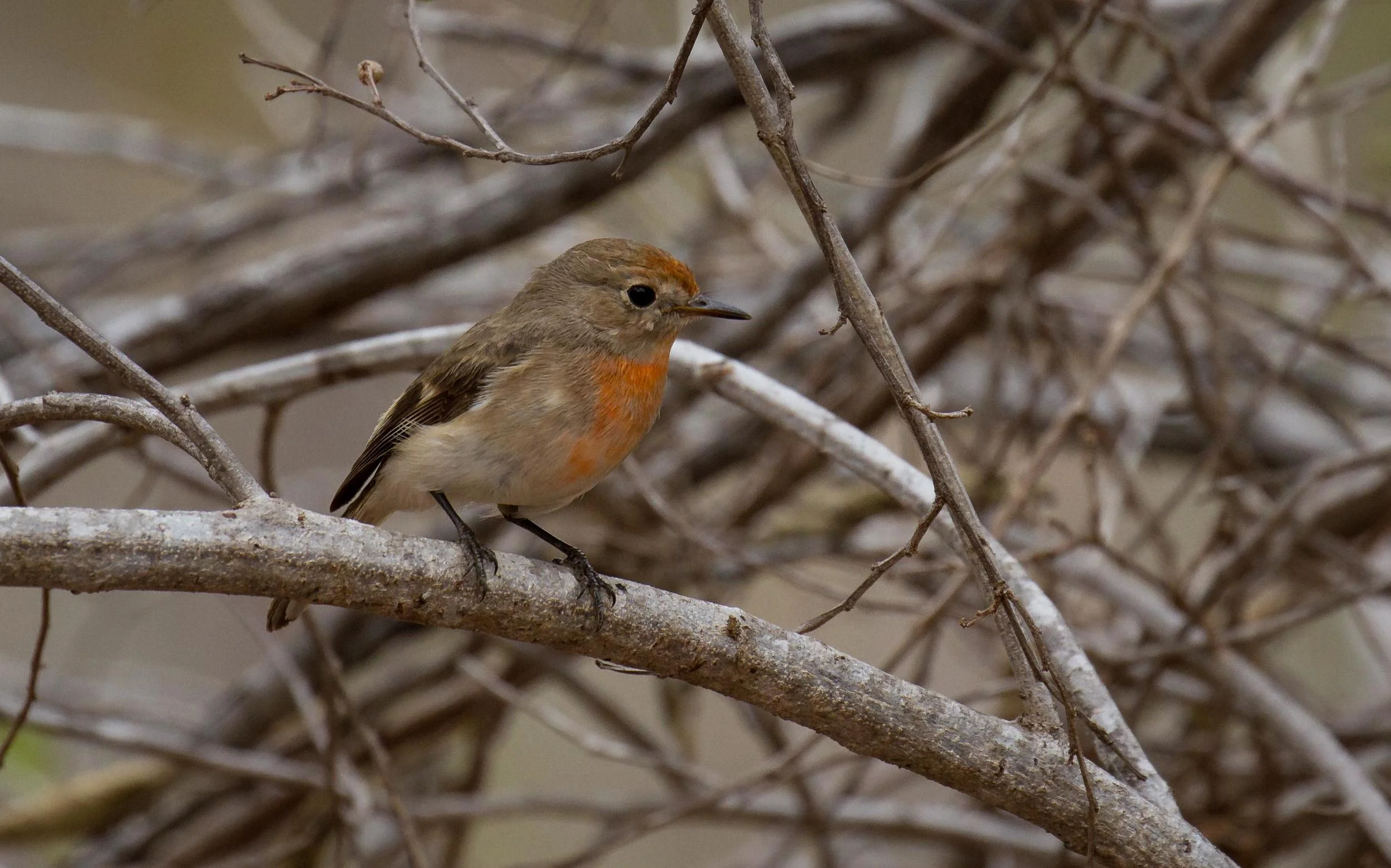 Immature male Red-capped Robin. For a couple of weeks both could usually be found just between the BBO office and the viewing platform. Photo: Ric Else