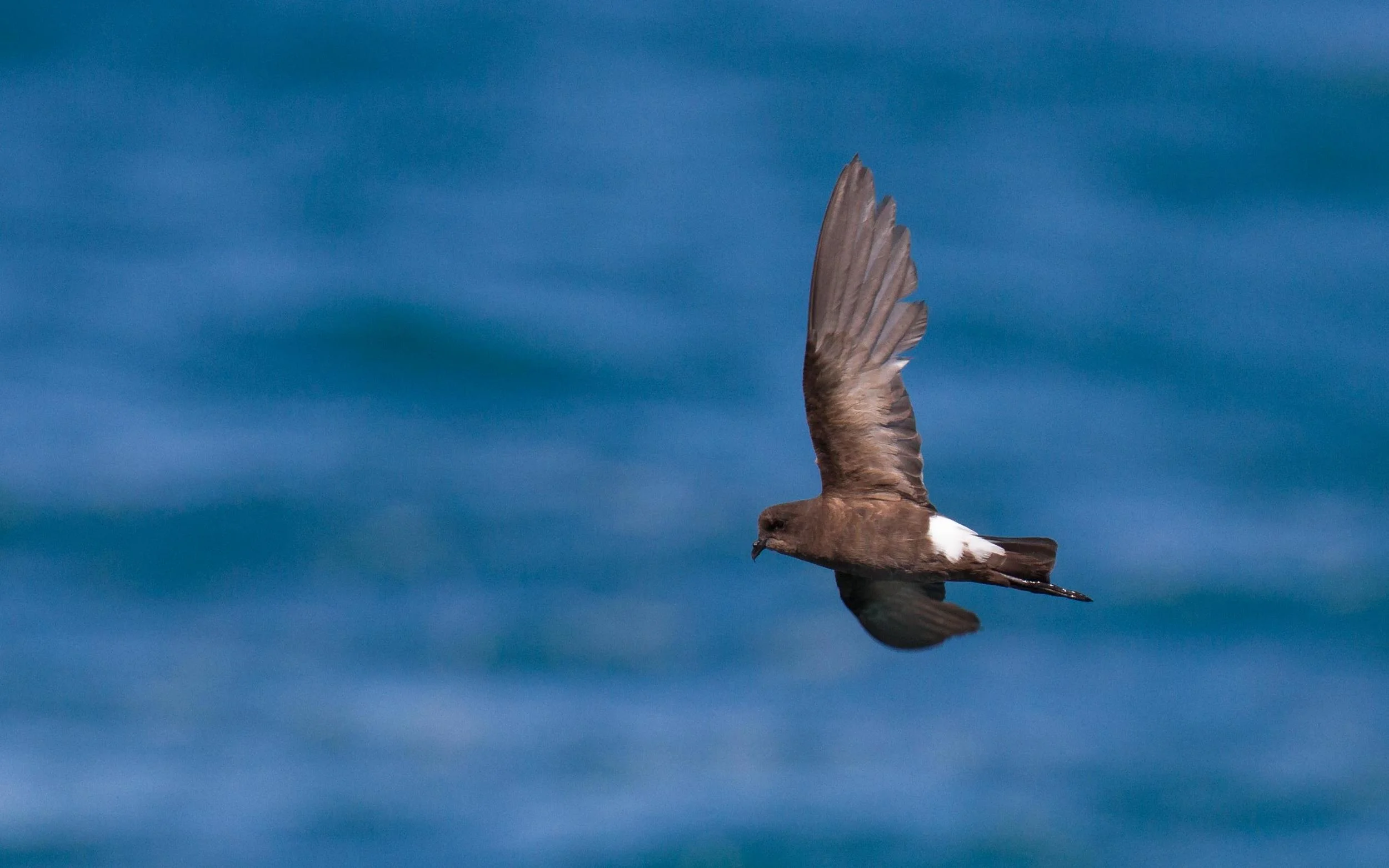 Wilson's Storm-Petrels are probably always present offshore, but rarely come close enough to see them from land. So many of them in Roebuck Bay, in perfectly calm weather, is hard to explain. Photo: Ric Else