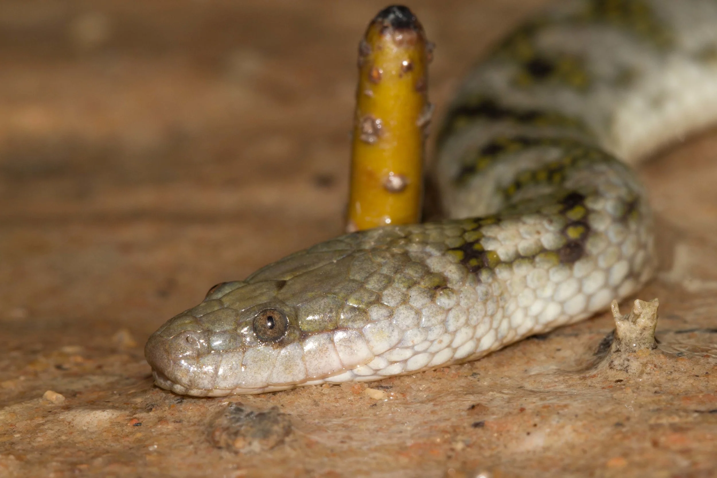 June to August (2016)