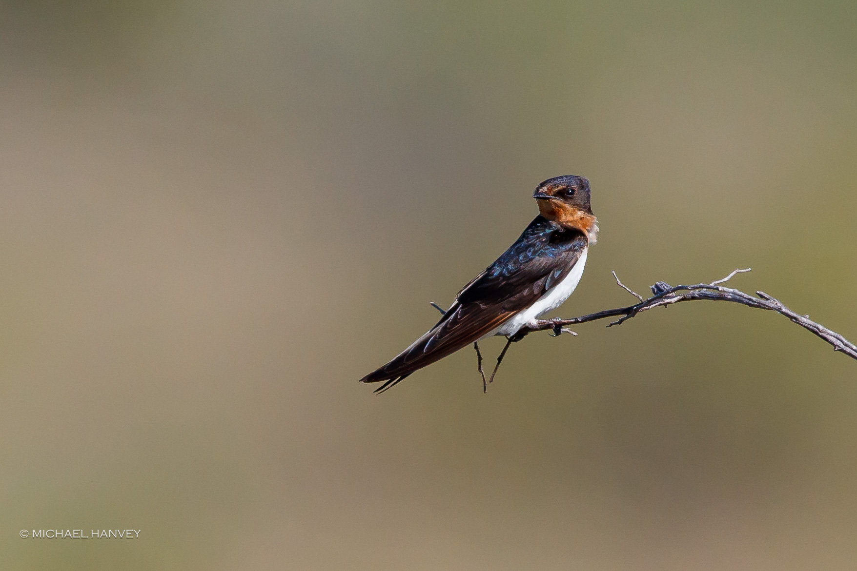 Barn Swallow at Willie Creek, photographed by one of our guests, Michael Hanvey, while on tour with George Swann