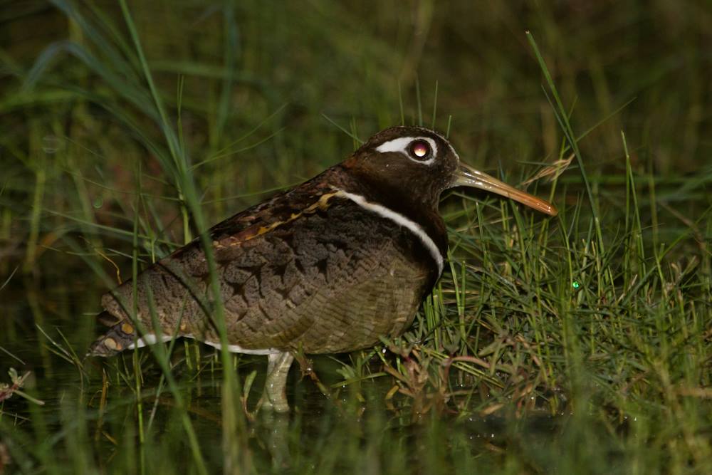 Pair of Australian Painted Snipe on Roebuck Plains