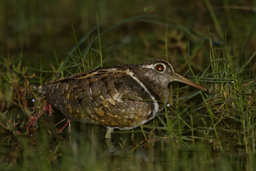 Female (left); male (right). Photos: Nigel Jackett