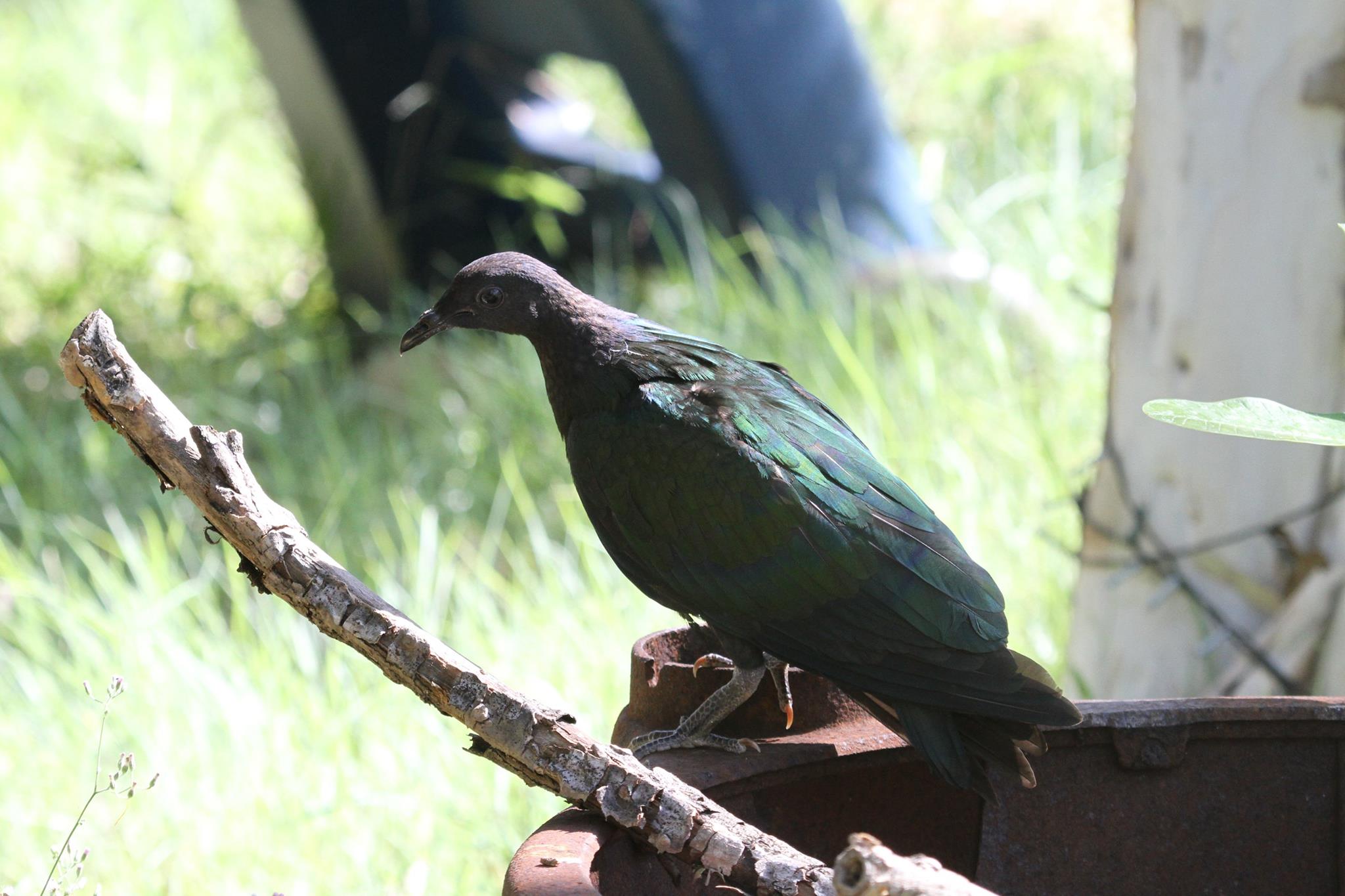 A juvenile Nicobar Pigeon re-found by George Swann at Chile Creek Community north of Broome. Photo: George Swann