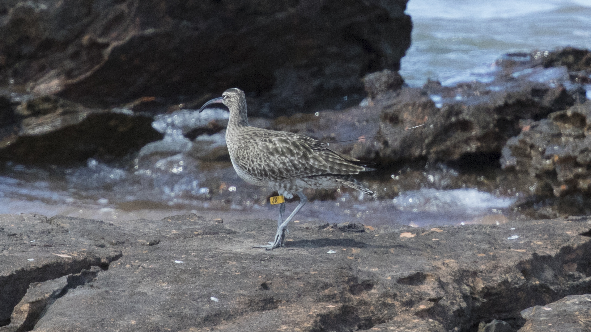 Satellite-tagged Whimbrel 'JX'. Photo: Jack Winterbottom