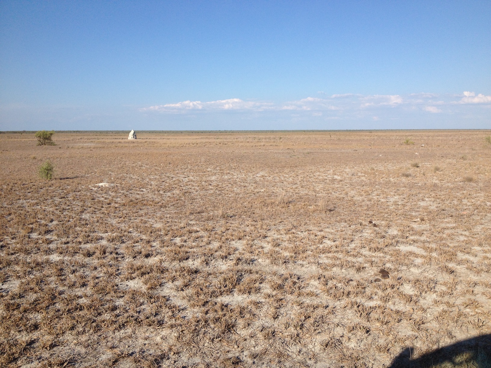 Roebuck Plains grassland at the end of a very dry 2016. Photo: John Graff