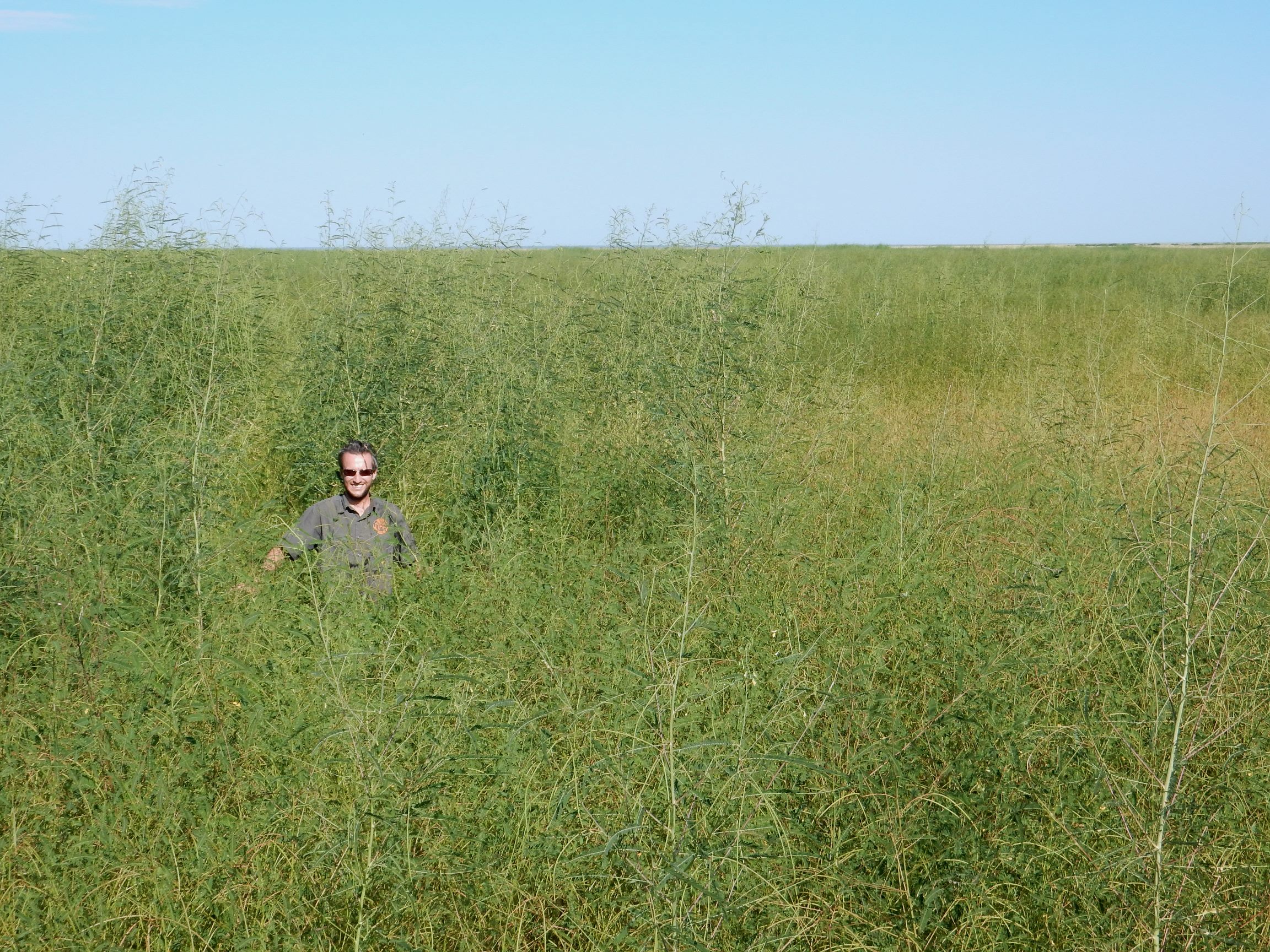 Roebuck Plains grassland at the start of April 2017. Note the subtle changes in vegetation structure following the Wet. Photo: Nigel Jackett