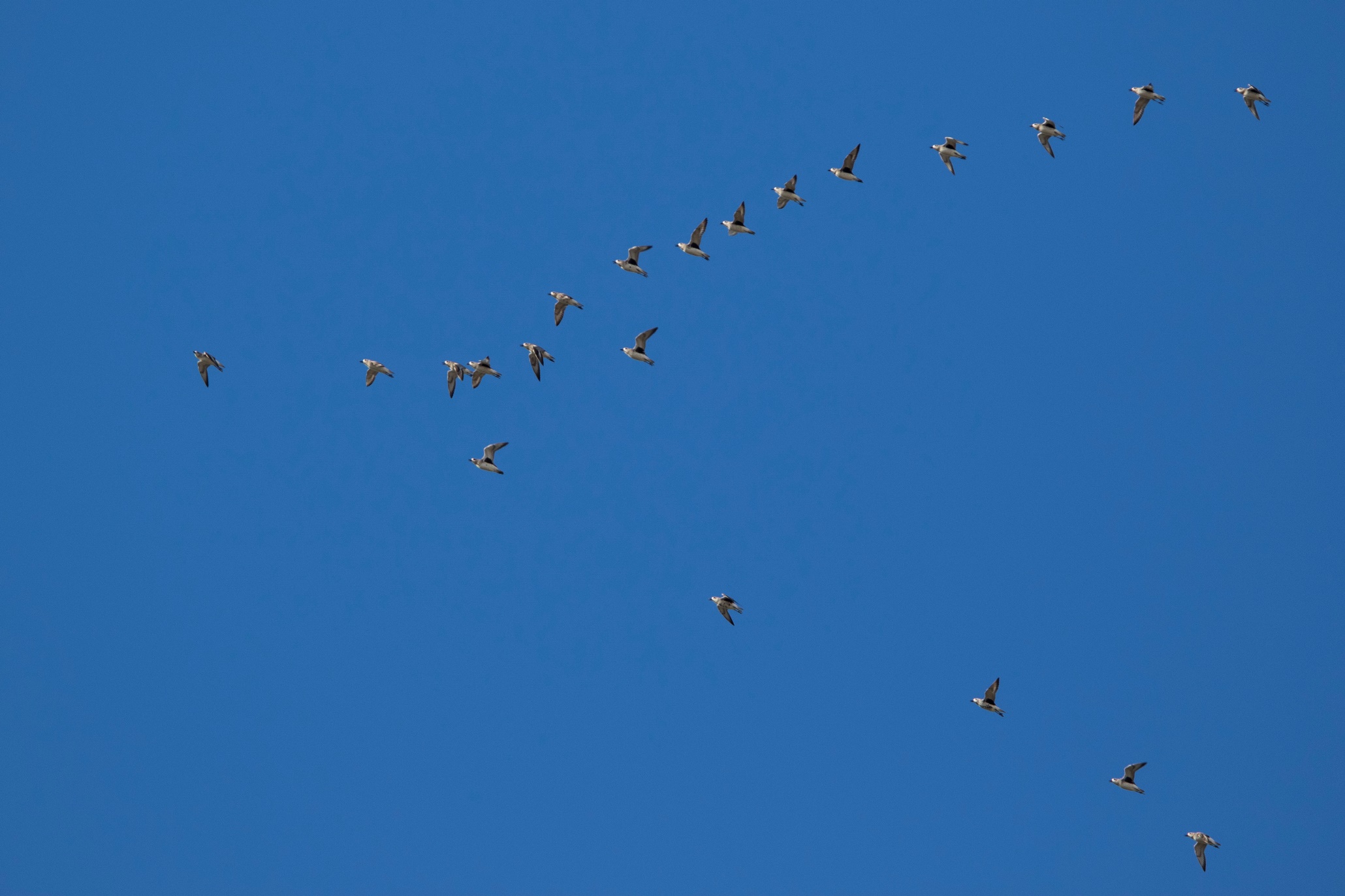 Grey Plover migrating for guests on our Wave the Waders Goodbye course. Photo: Jack Winterbottom