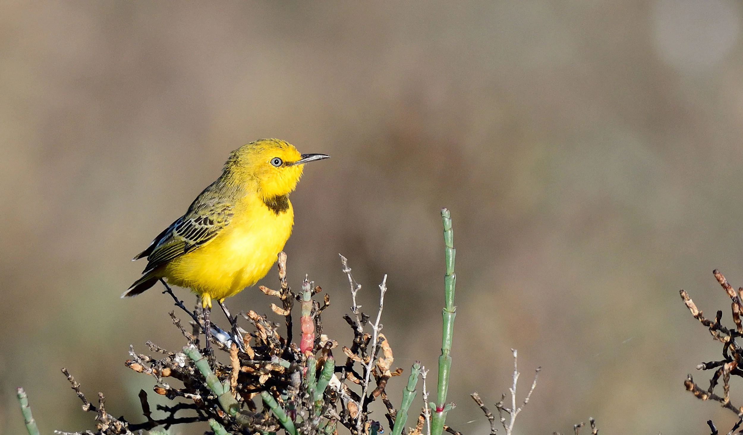 May to early August (2017)