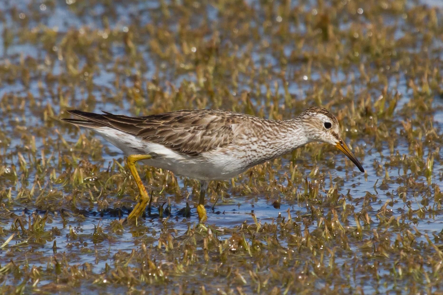 Pectoral Sandpiper at Taylors Lagoon. Photo: Nigel Jackett