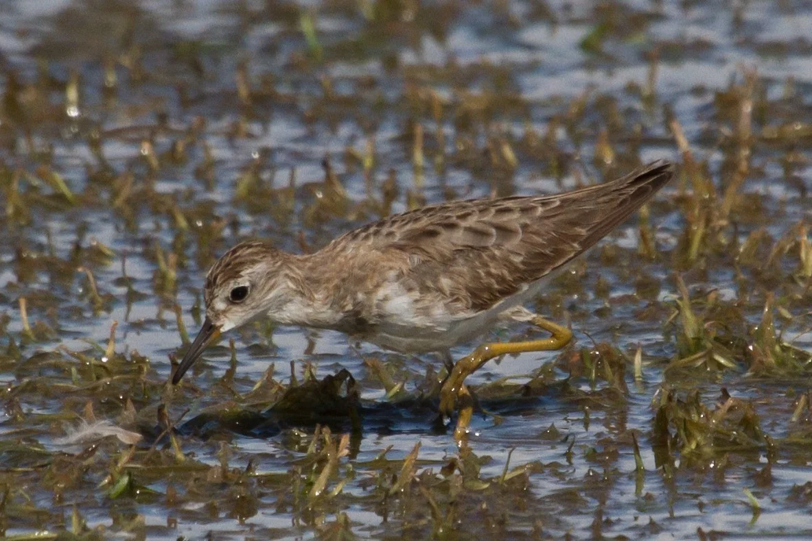 Long-toed Stint at Taylors Lagoon. Photo: Nigel Jackett