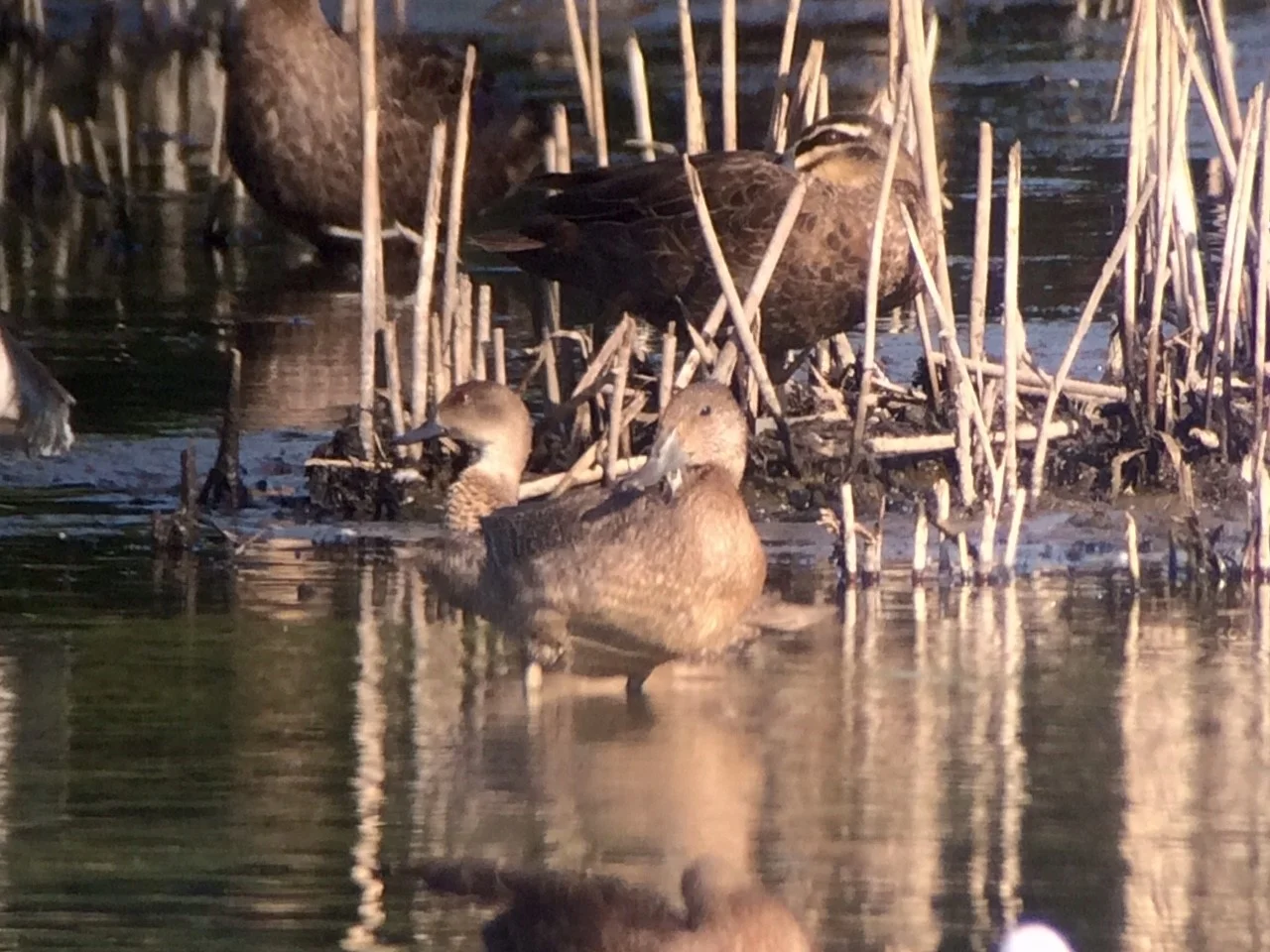 Freckled Duck at Nimalaica. Photo: NJ