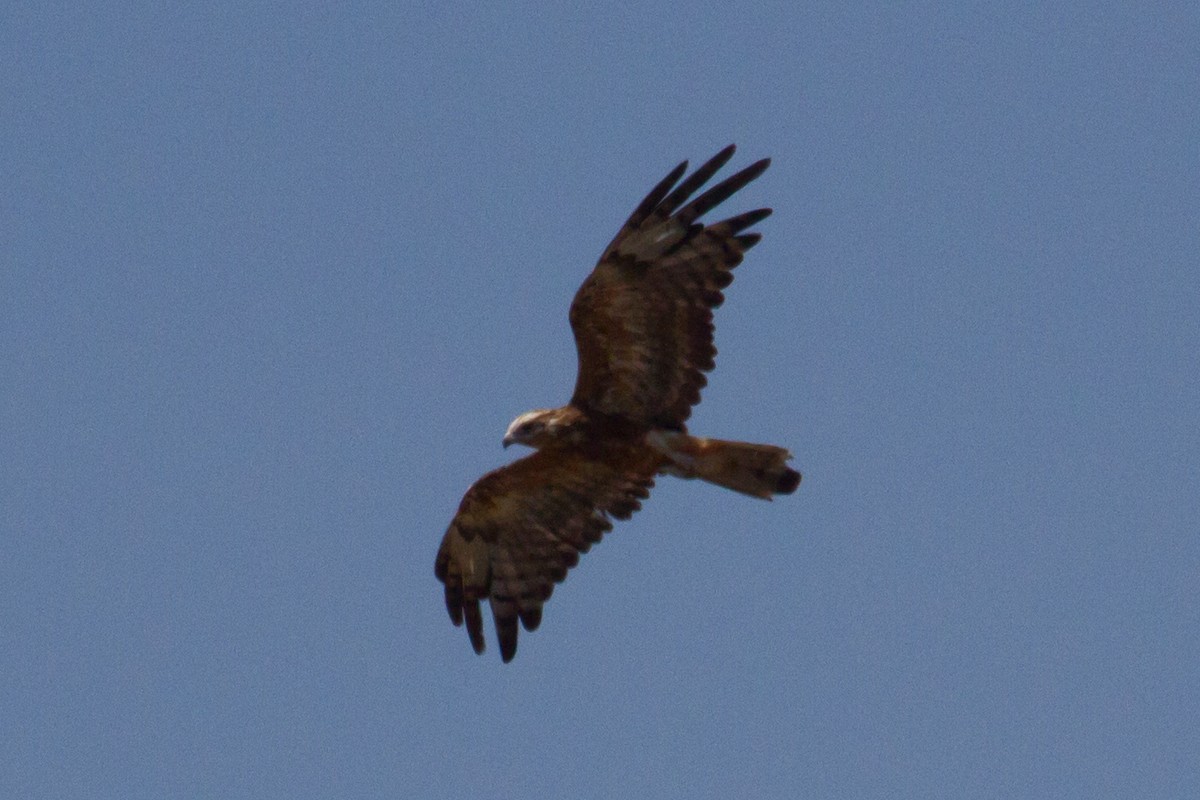 Square-tailed Kite along Manari Road. Photo: Nigel Jackett