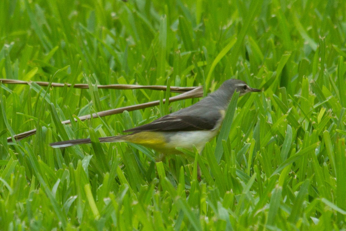 Grey Wagtail found by Anne-Maree Burgoine at the Habitat Resort. Photo: Nigel Jackett