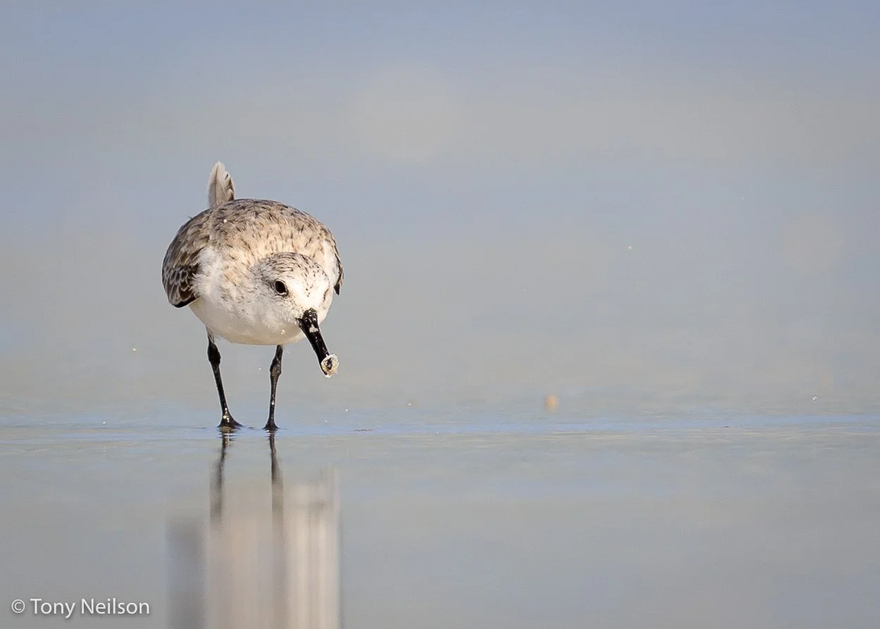 A lovely Sanderling photo by guest Tony Neilson.