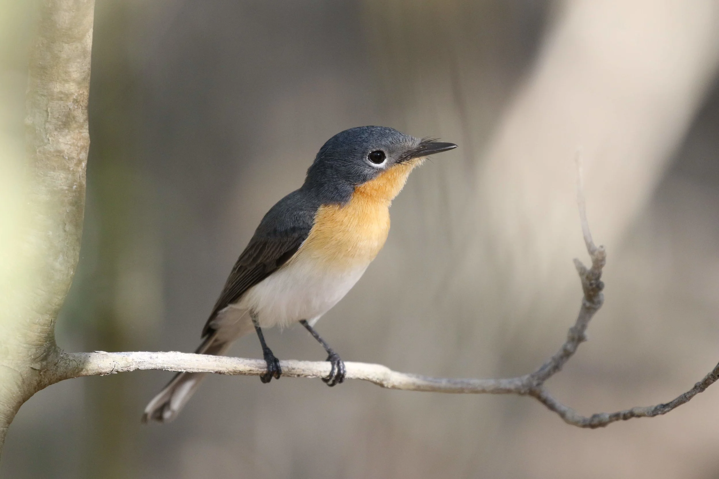 Broad-billed Flycatcher at Little Crab Creek. Photo: Andy Robinson