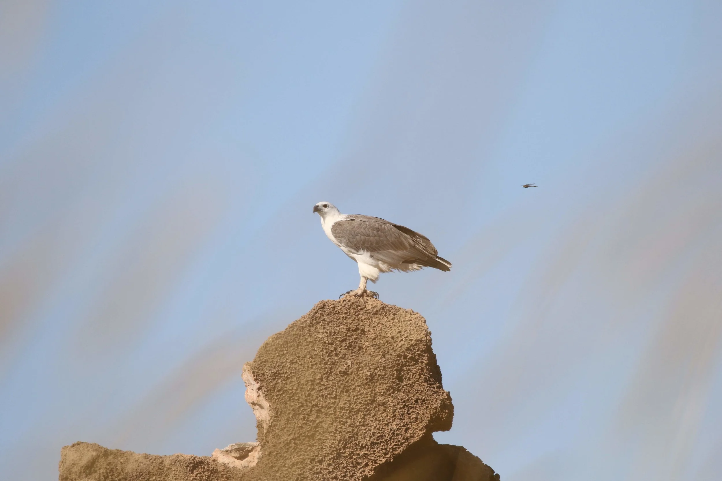 White-bellied Sea-eagle at Barred Creek. Photo: Andy Robinson