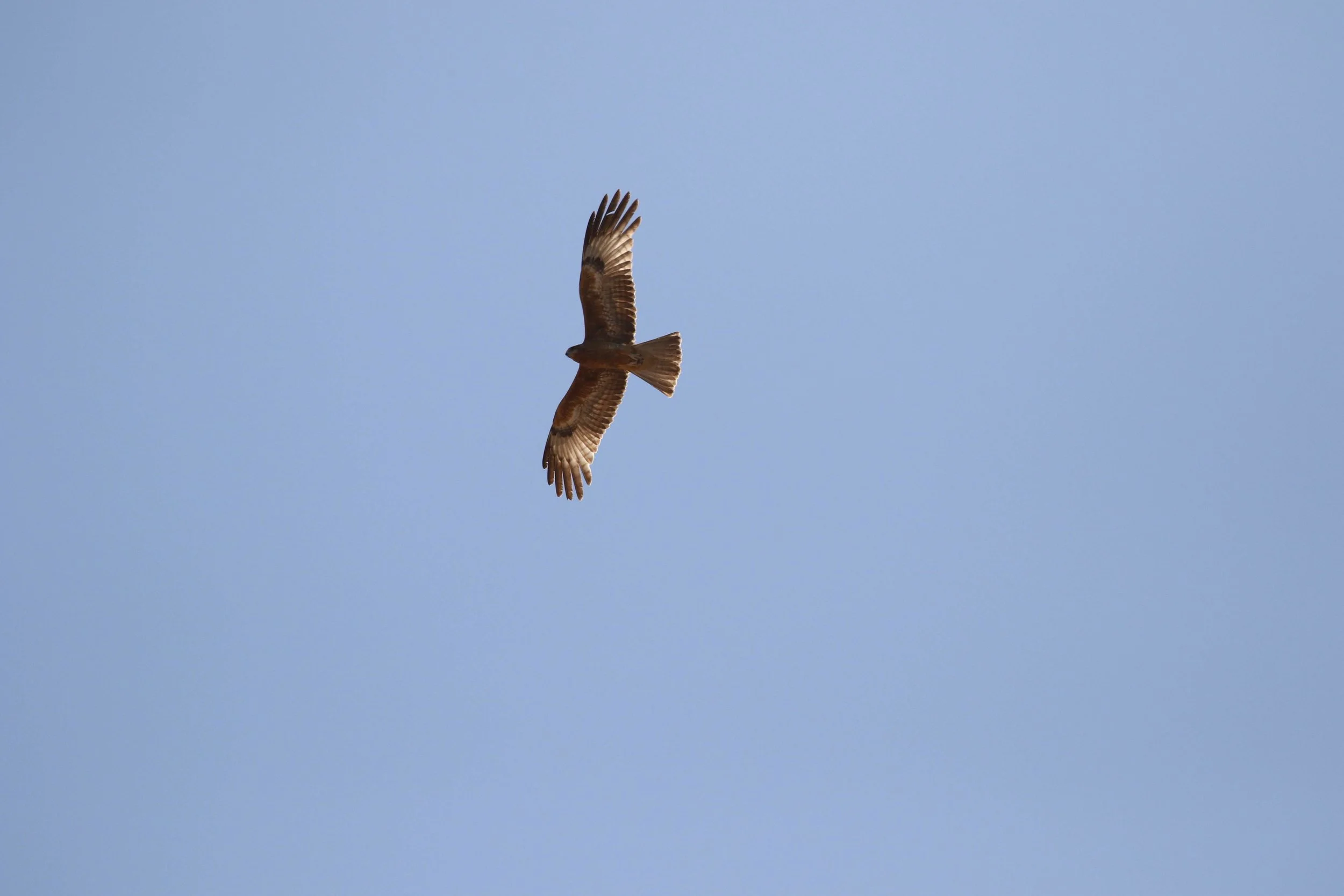 Square-tailed Kite in Broome highlighted the final day of the March course! Photo: Andy Robinson