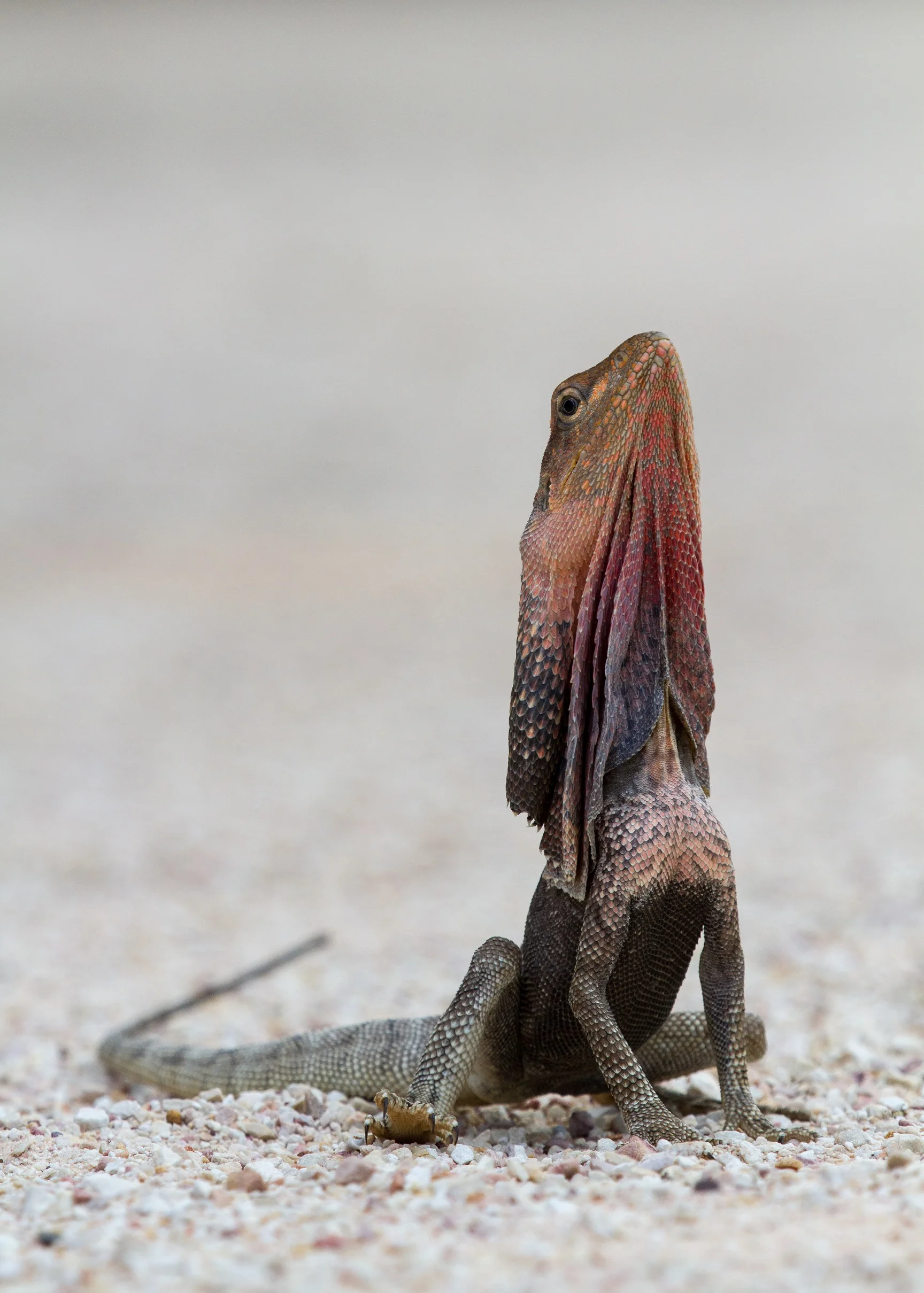 A Frilled-necked Lizard posing for the camera! (Photo: Ric Else)