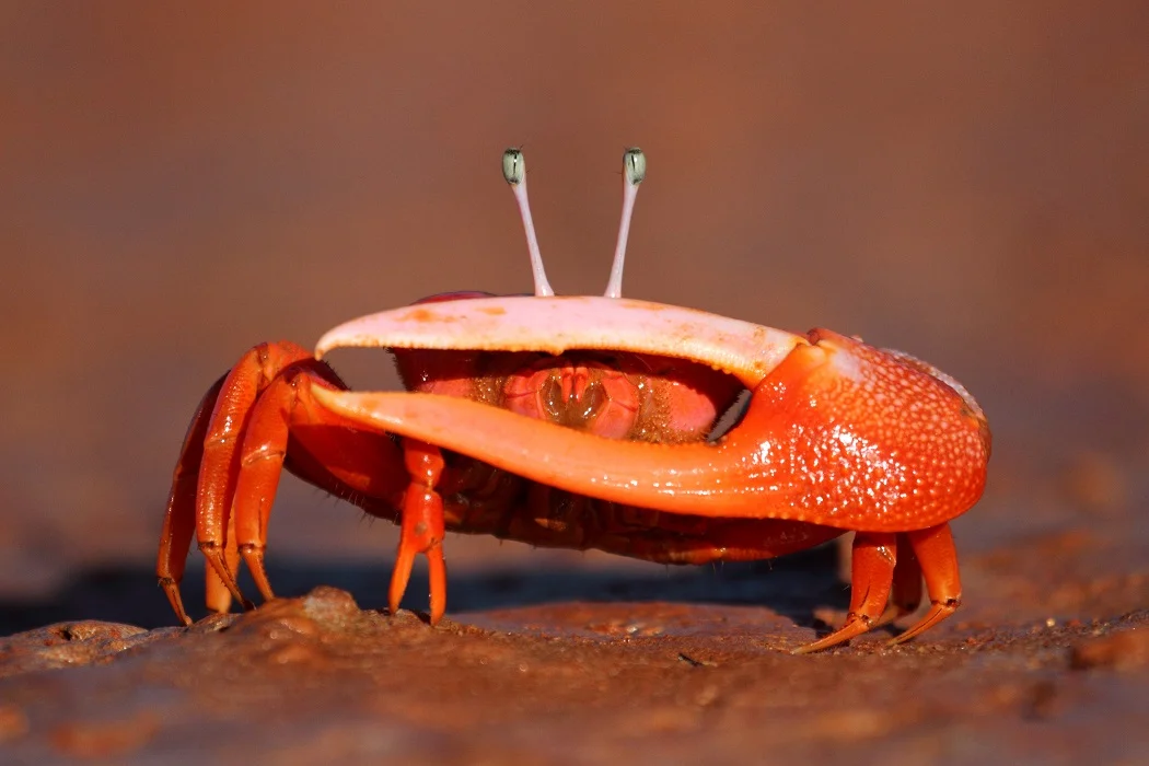 A male Flame-backed Fiddler Crab. (Photo: Ric Else)