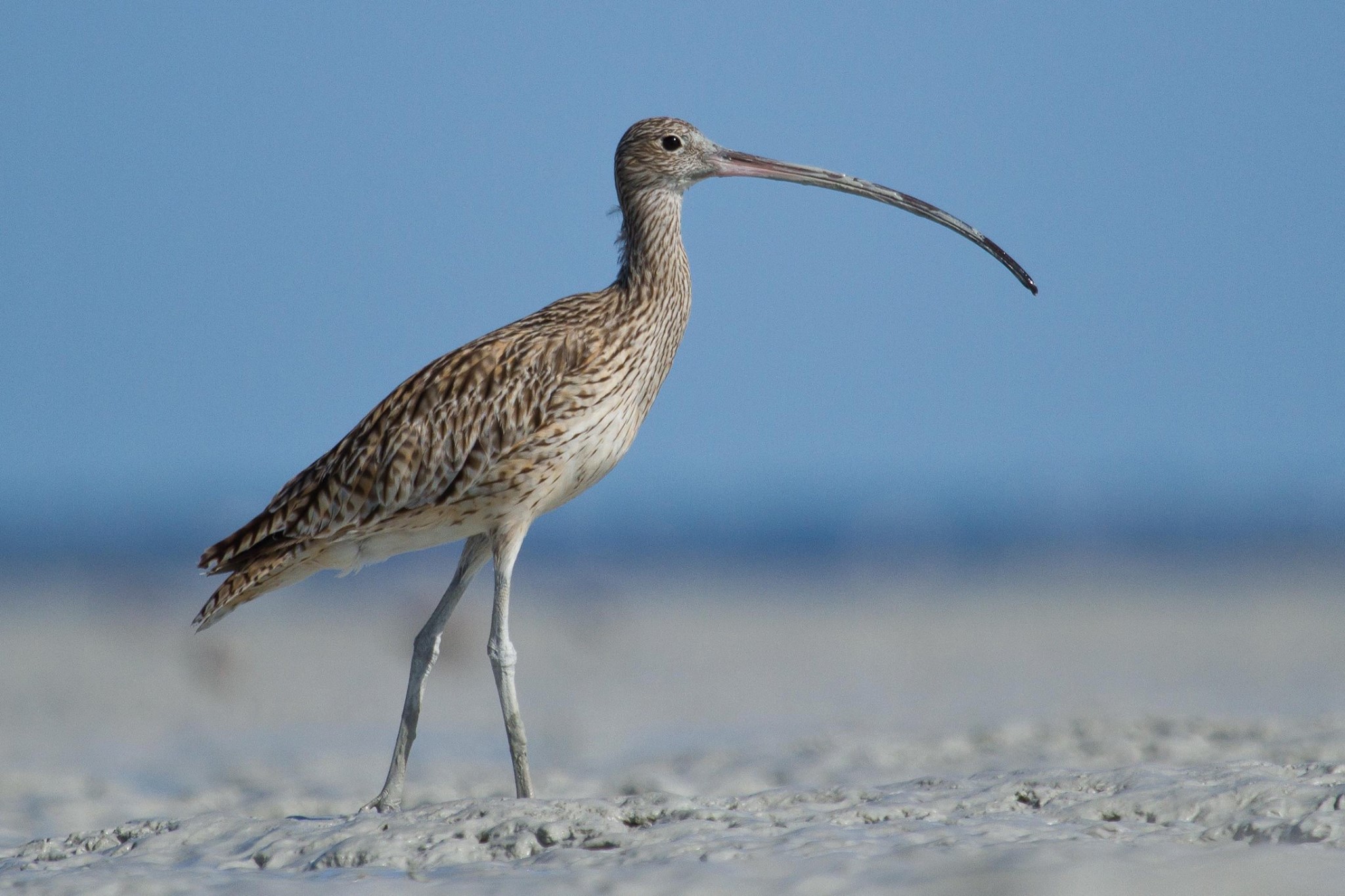 Eastern Curlew not migrating (photo: Nigel Jackett)