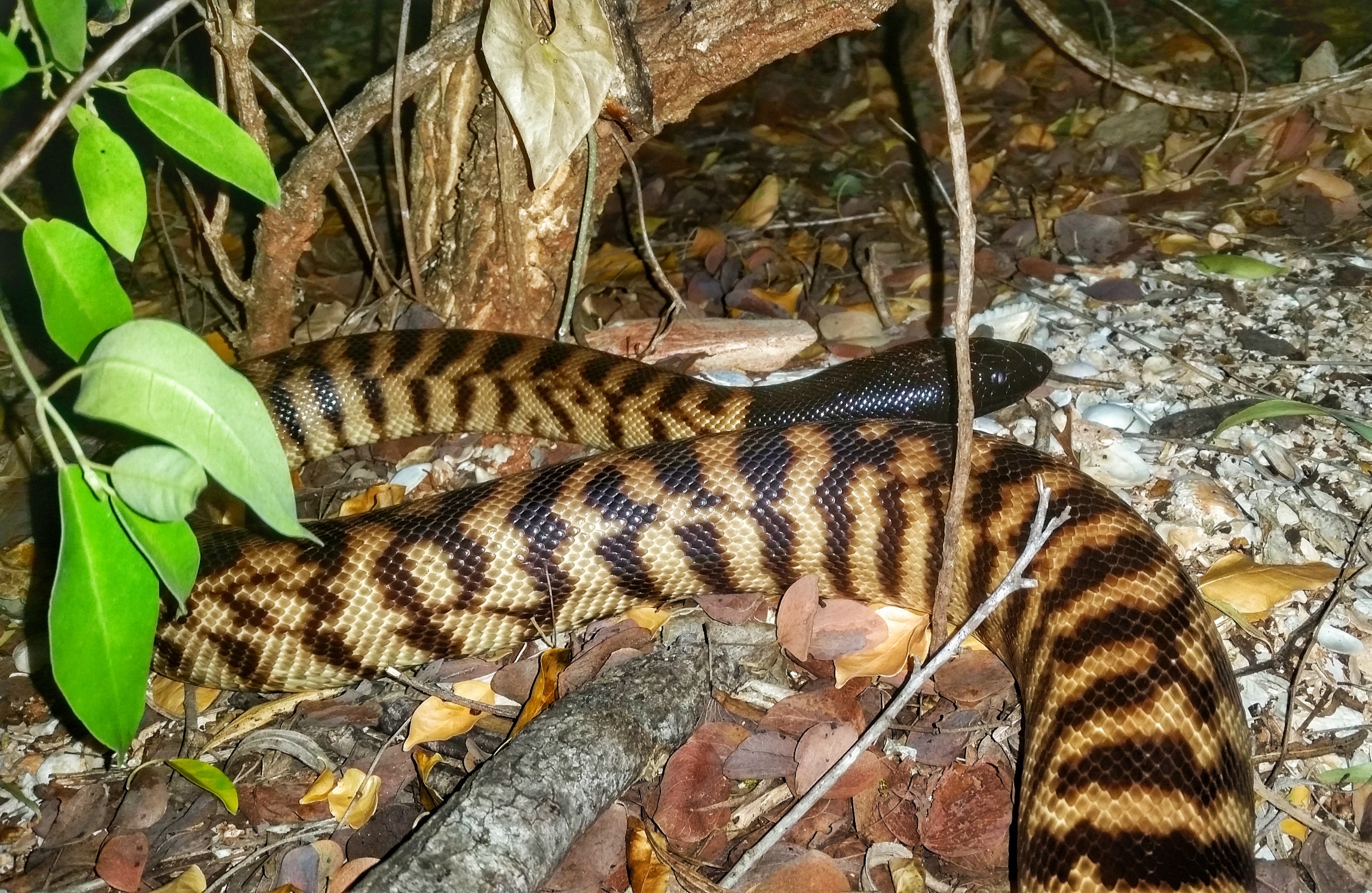 You may be lucky enough to see the harmless and beautiful Black-headed Python
