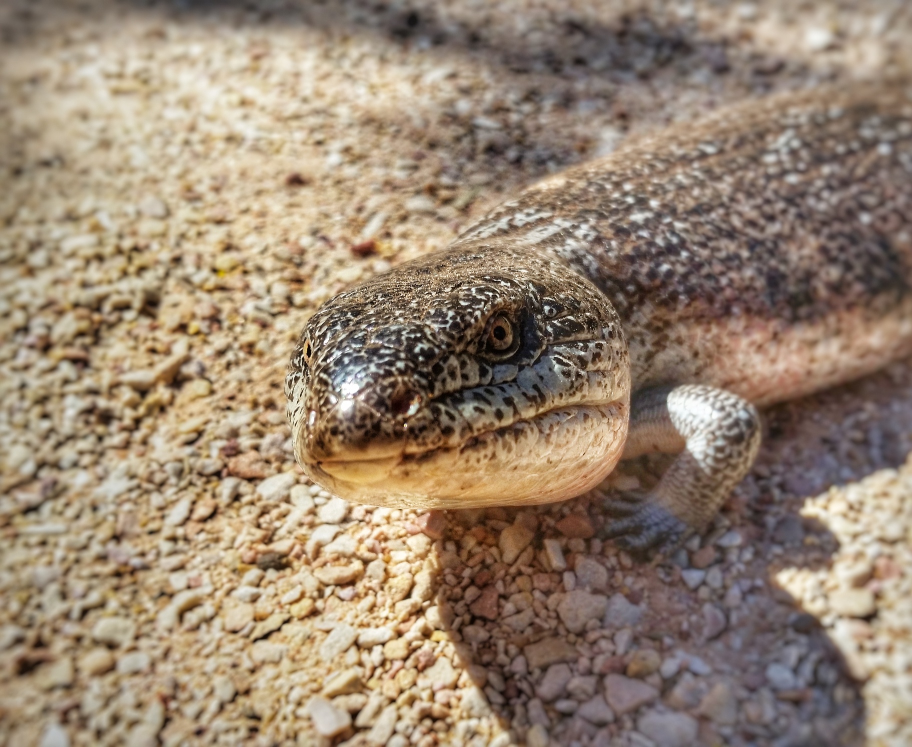 Northern Blue Tongue