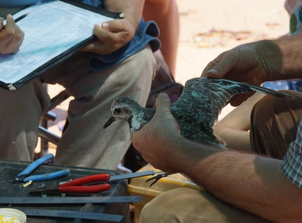 Chris working out the age of a grey plover by looking at moult of the primaries