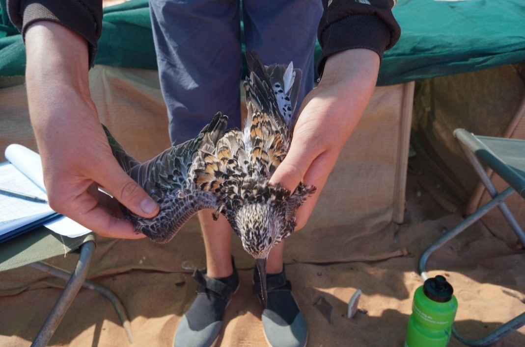 Plumage on a Great Knot