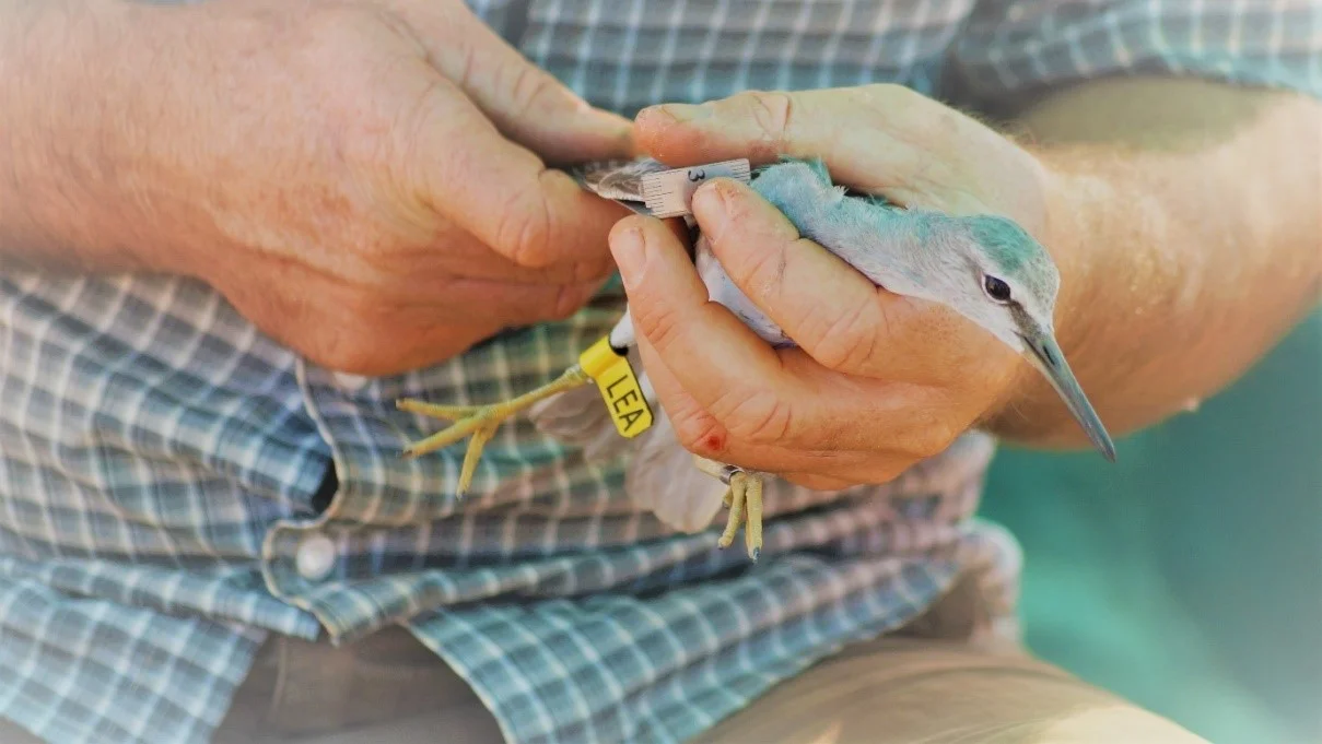 Cannon-netting in Broome