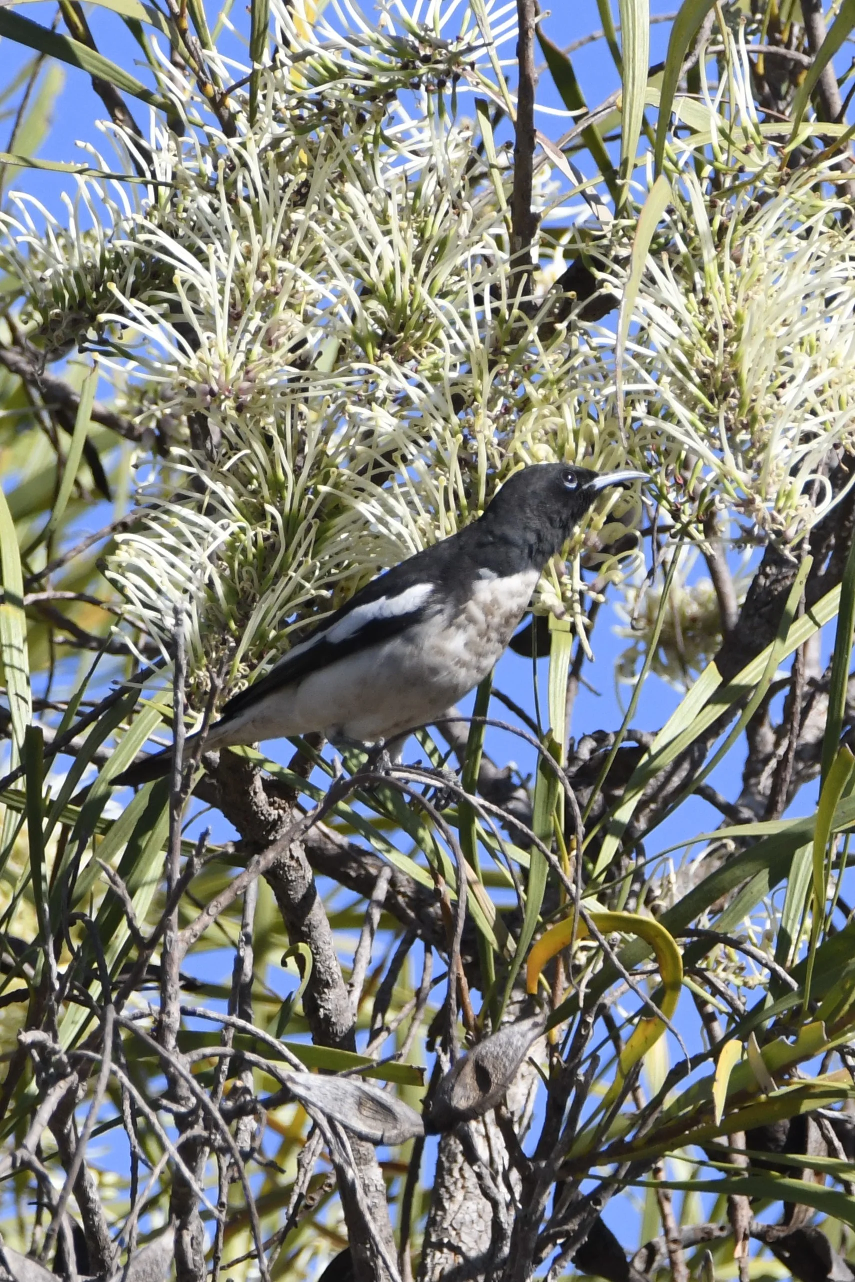 Pied Honeyeaters have been stopping at feeding on Hakea macrocarpa (photo: Andrew Taber)