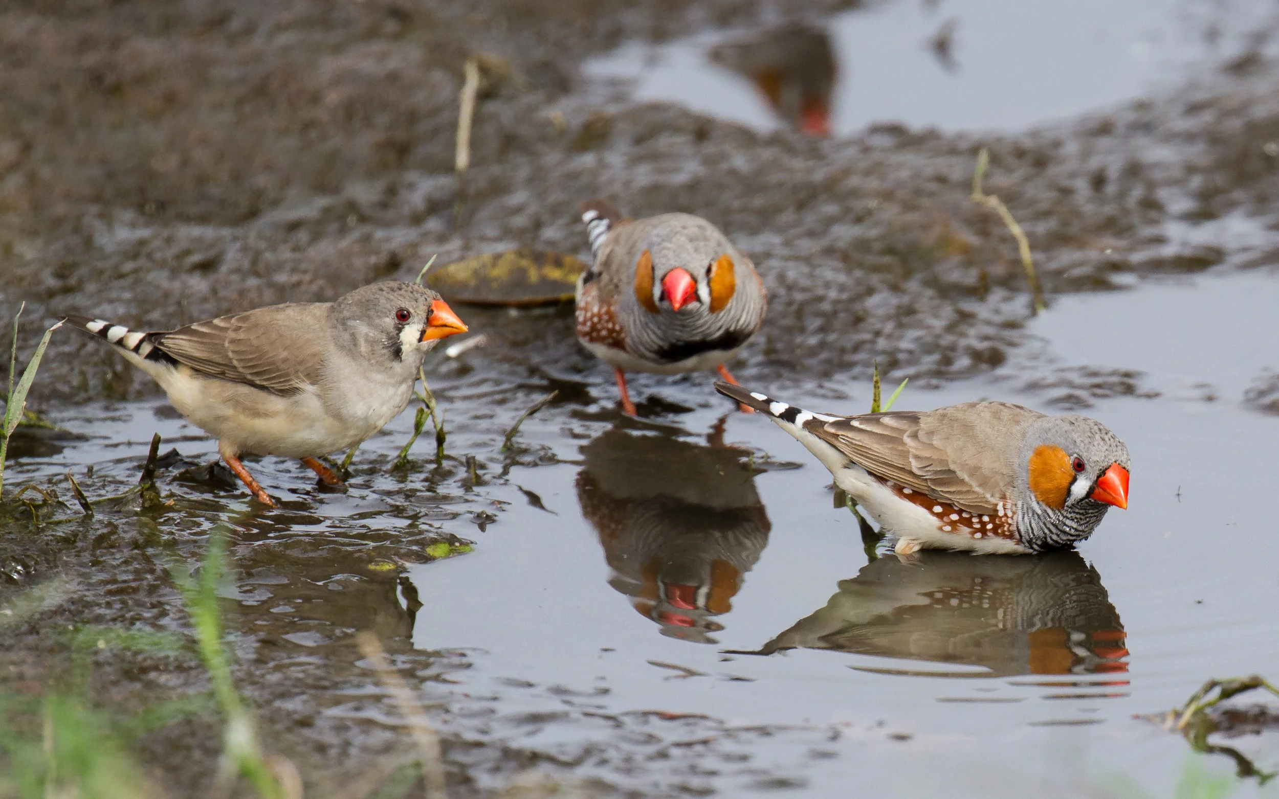 In response to a dry Wet