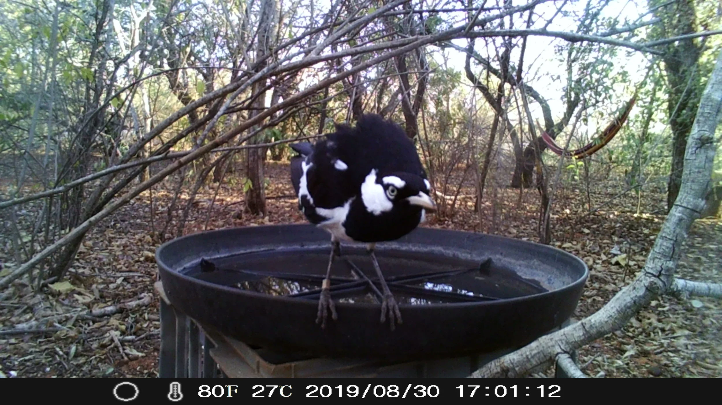 The Long Tail of a Camera Trap