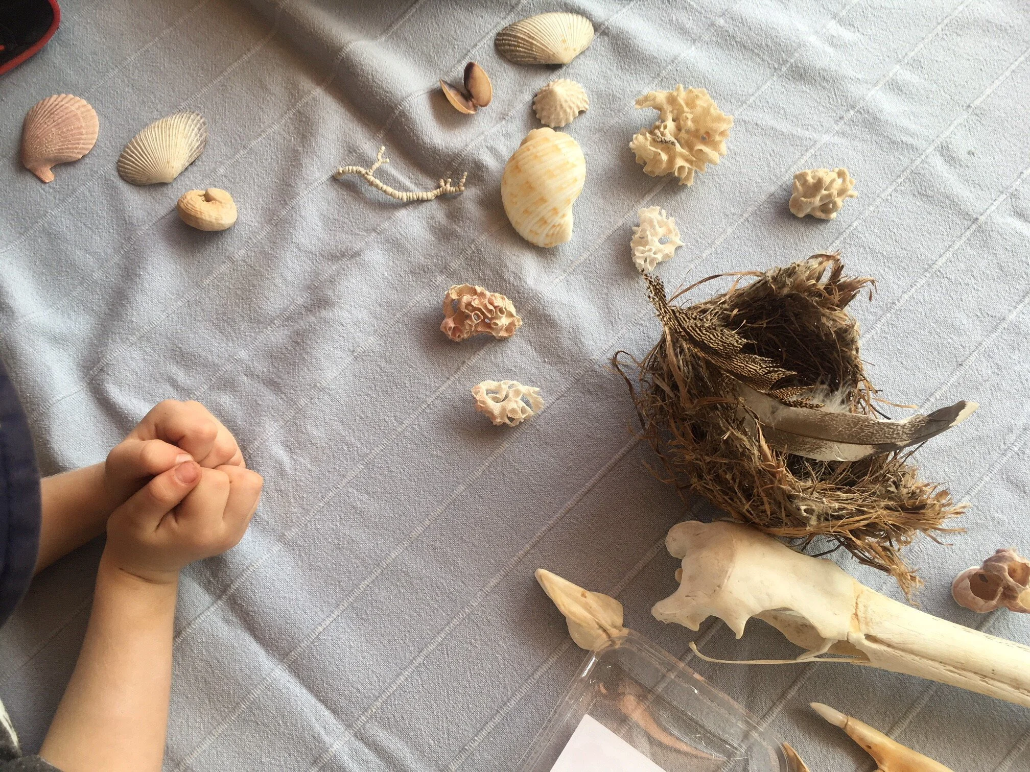 The nature table set up in the Shadehouse proved popular.