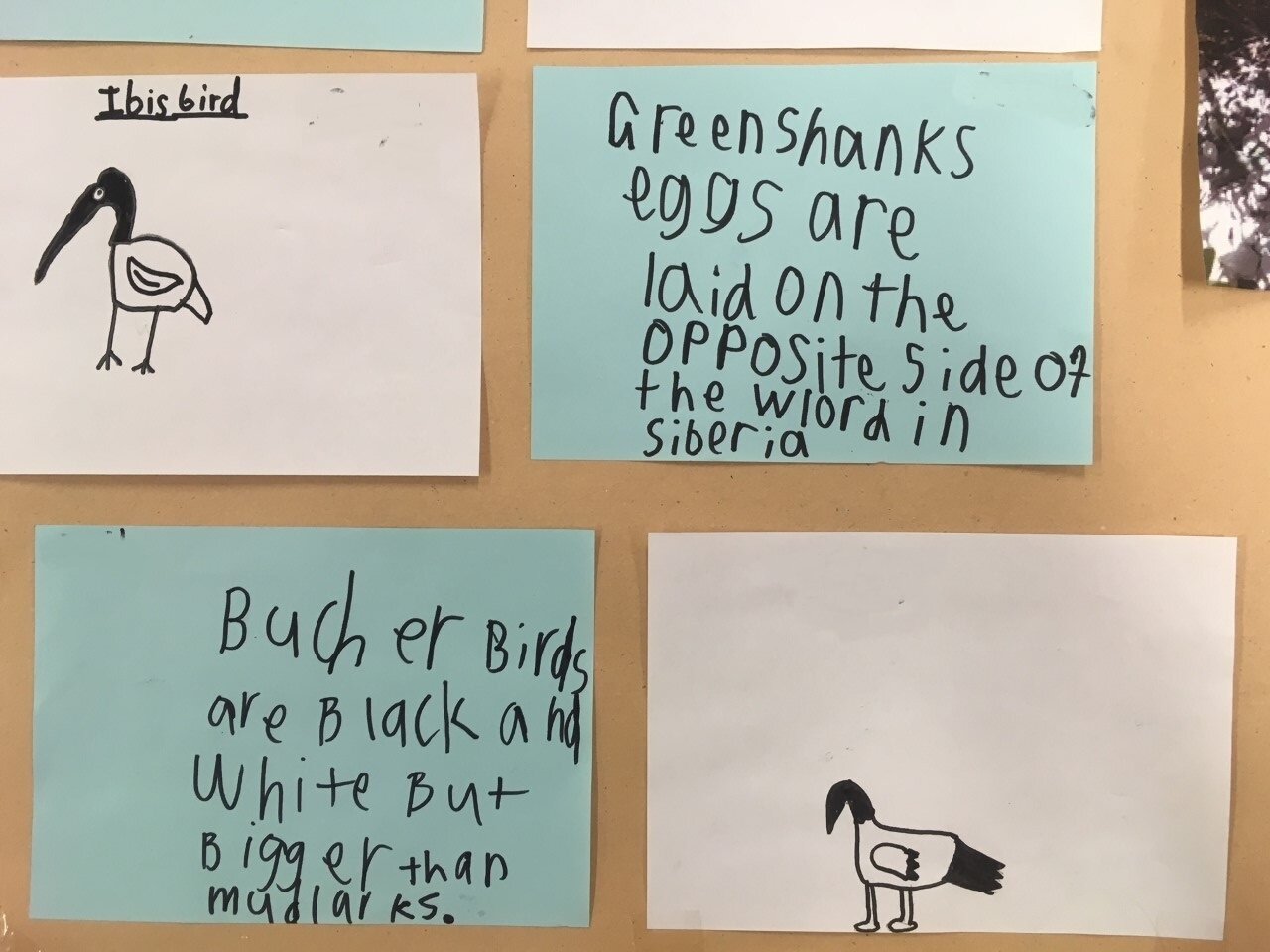Some fantastic impressions of the Australian White Ibis by Roebuck Primary students