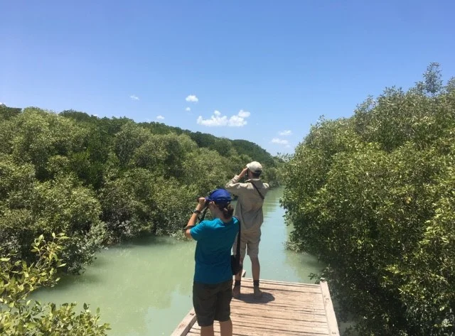 Ruddy or Knot: BBO's 2019 Birdathon