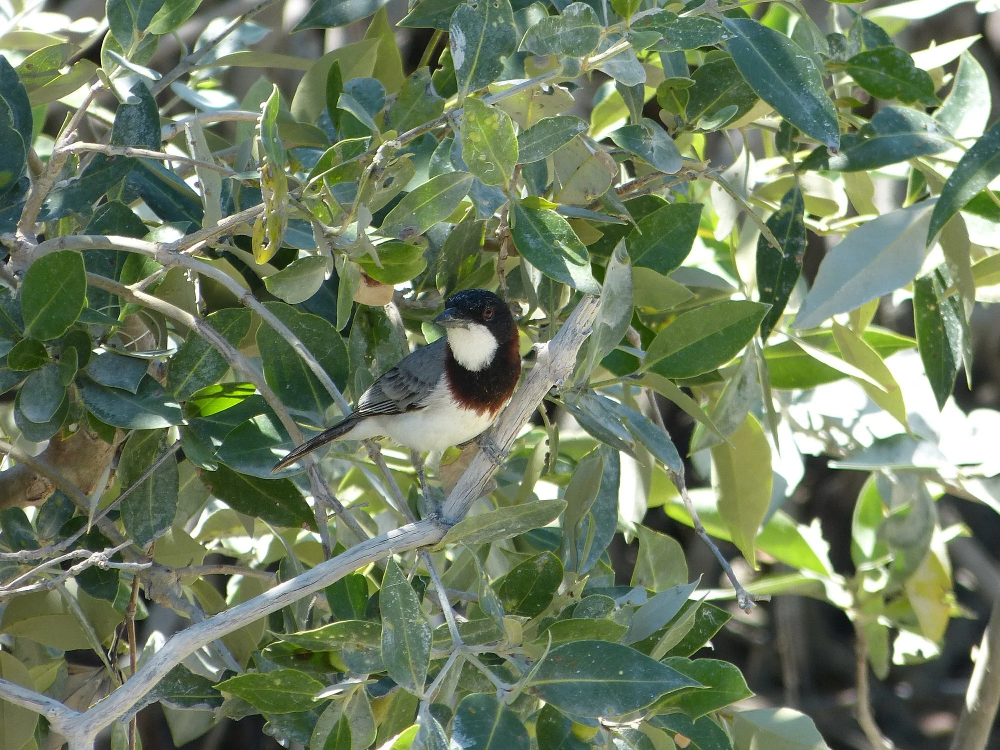 White-breasted Whistler in the mangroves. Photo: Mattea Taylor
