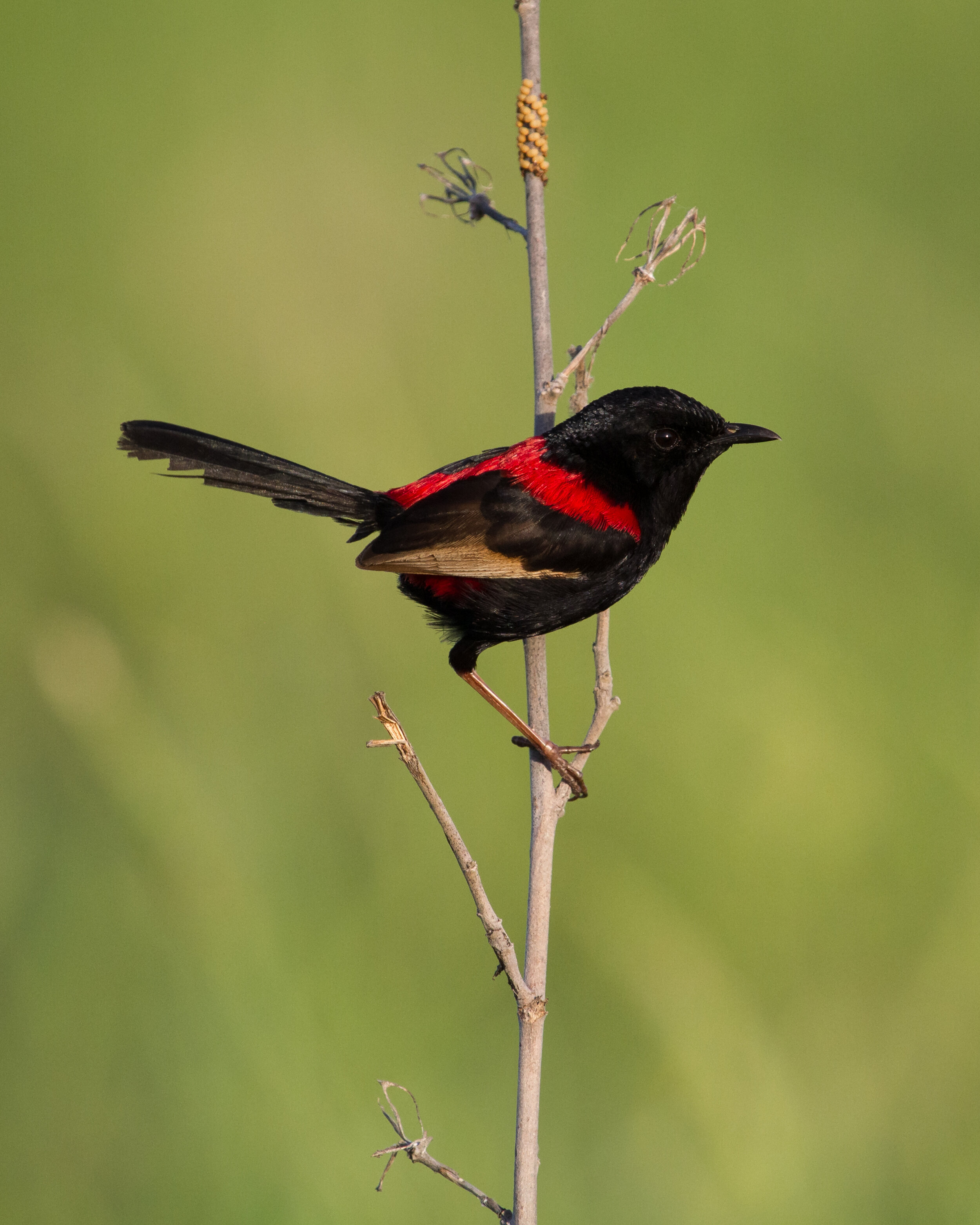 Broome2015_Red-backed Fairy-wren2a.jpg