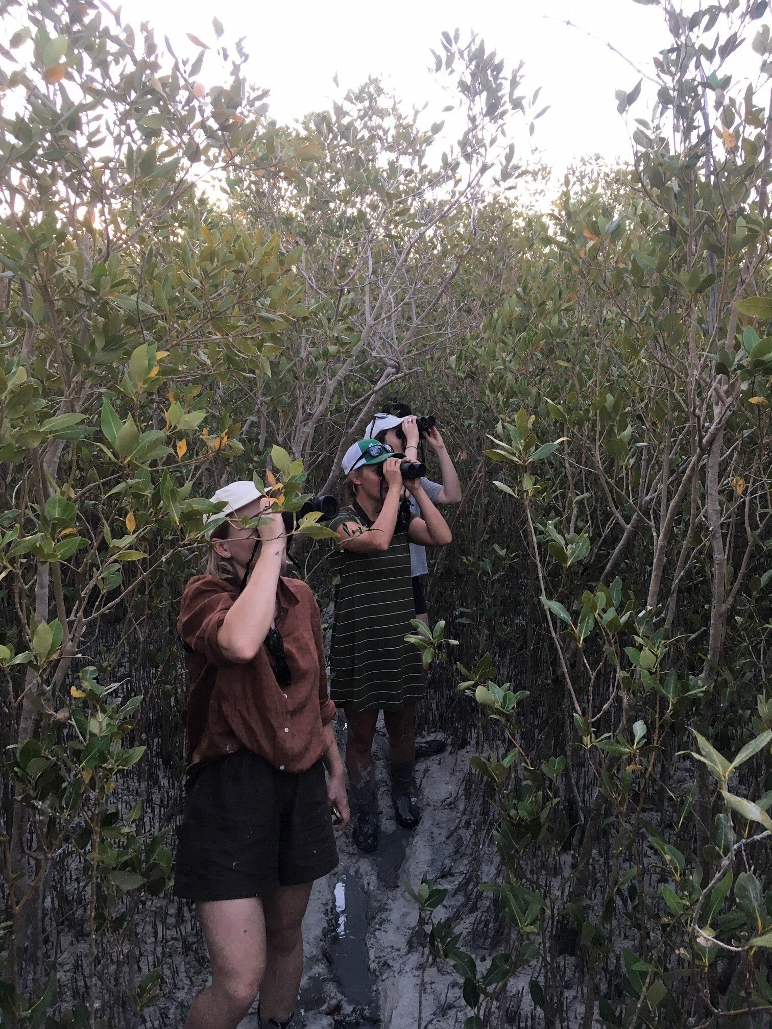 course+mangroves.jpg