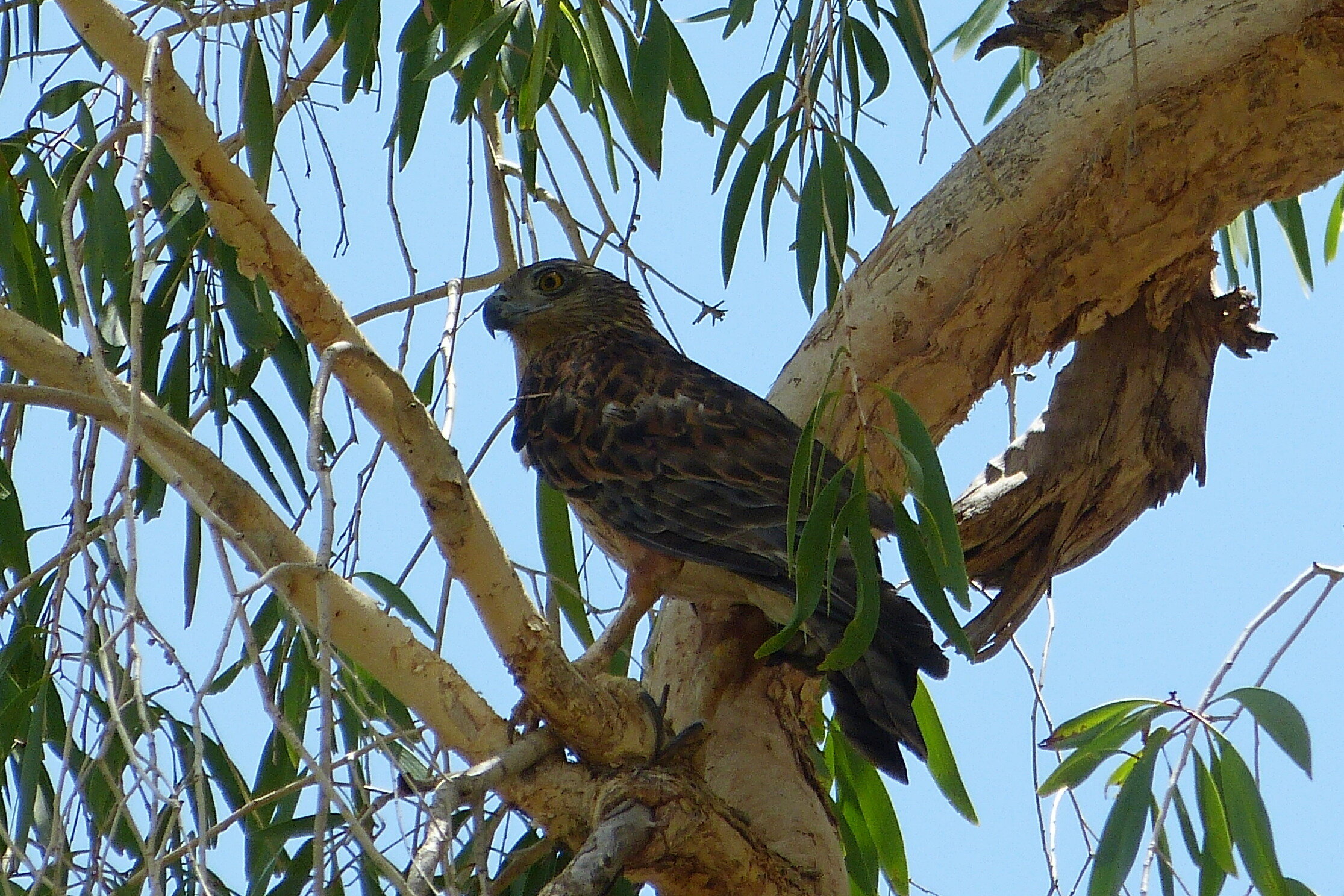 Wet Season Wanderings of an Assistant Warden 