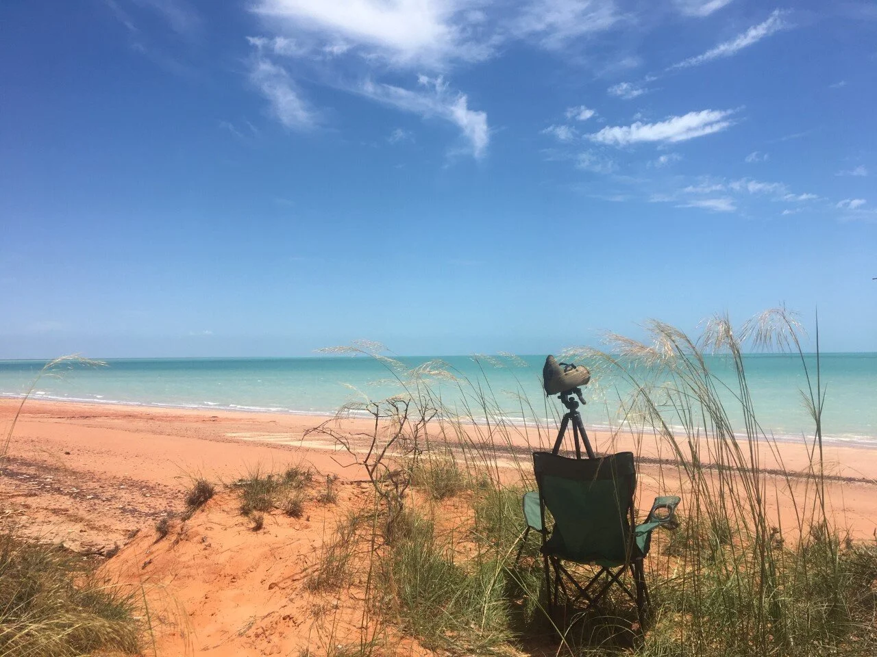 Let Sleeping Shorebirds Lie (roost..)