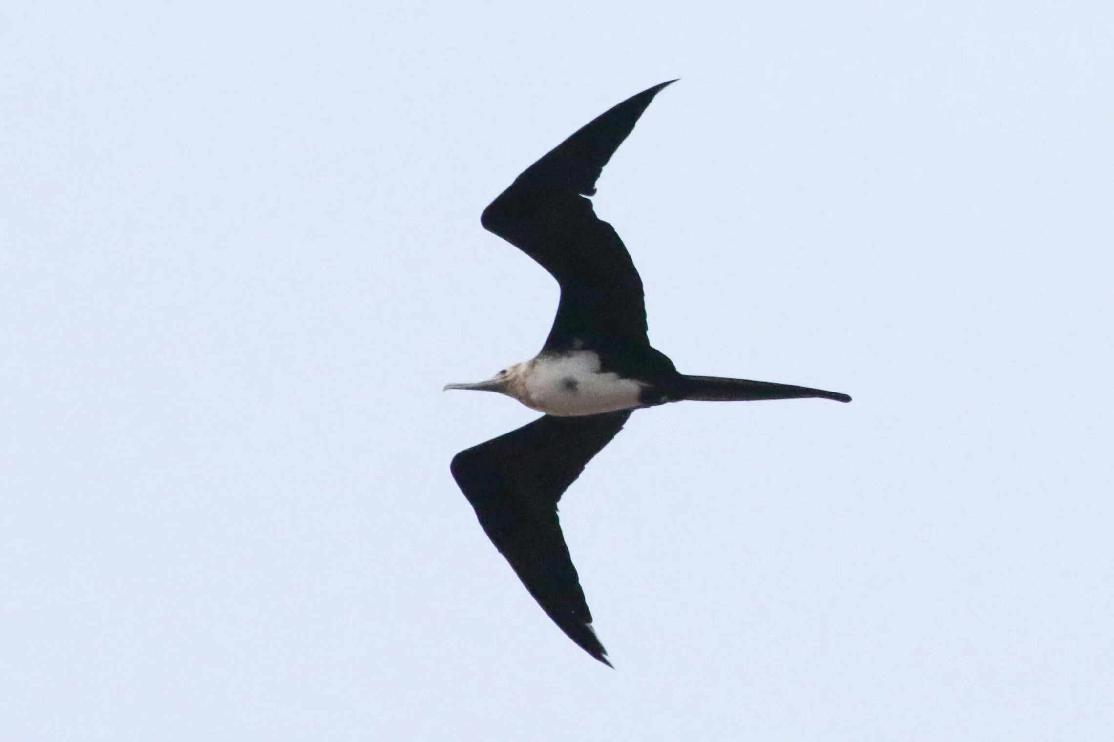 Sightings Roundup: January-June 2020