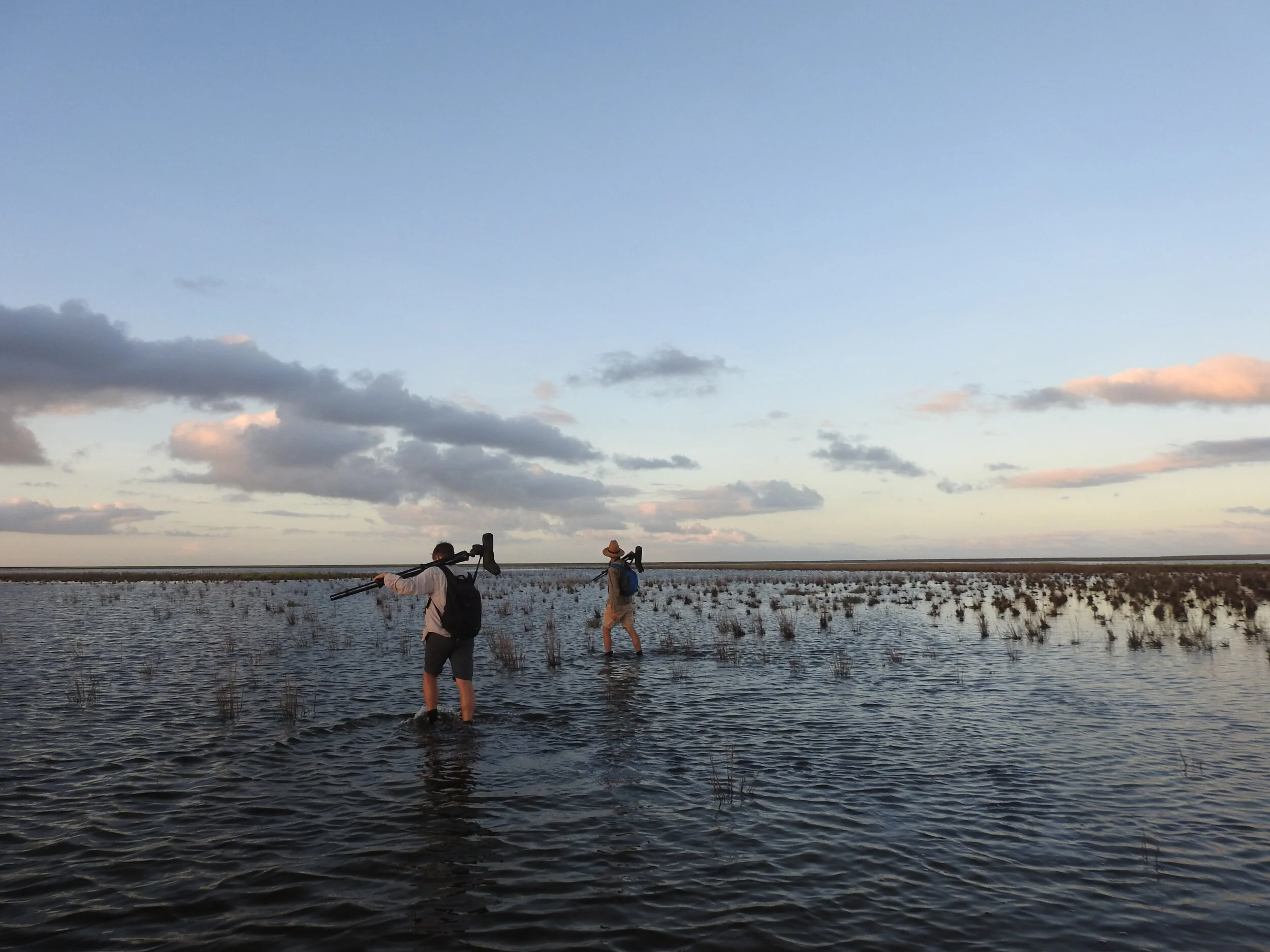Ringing (or banding) in the new year!