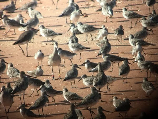 Watching a Satellite Tracked Godwit depart Roebuck Bay