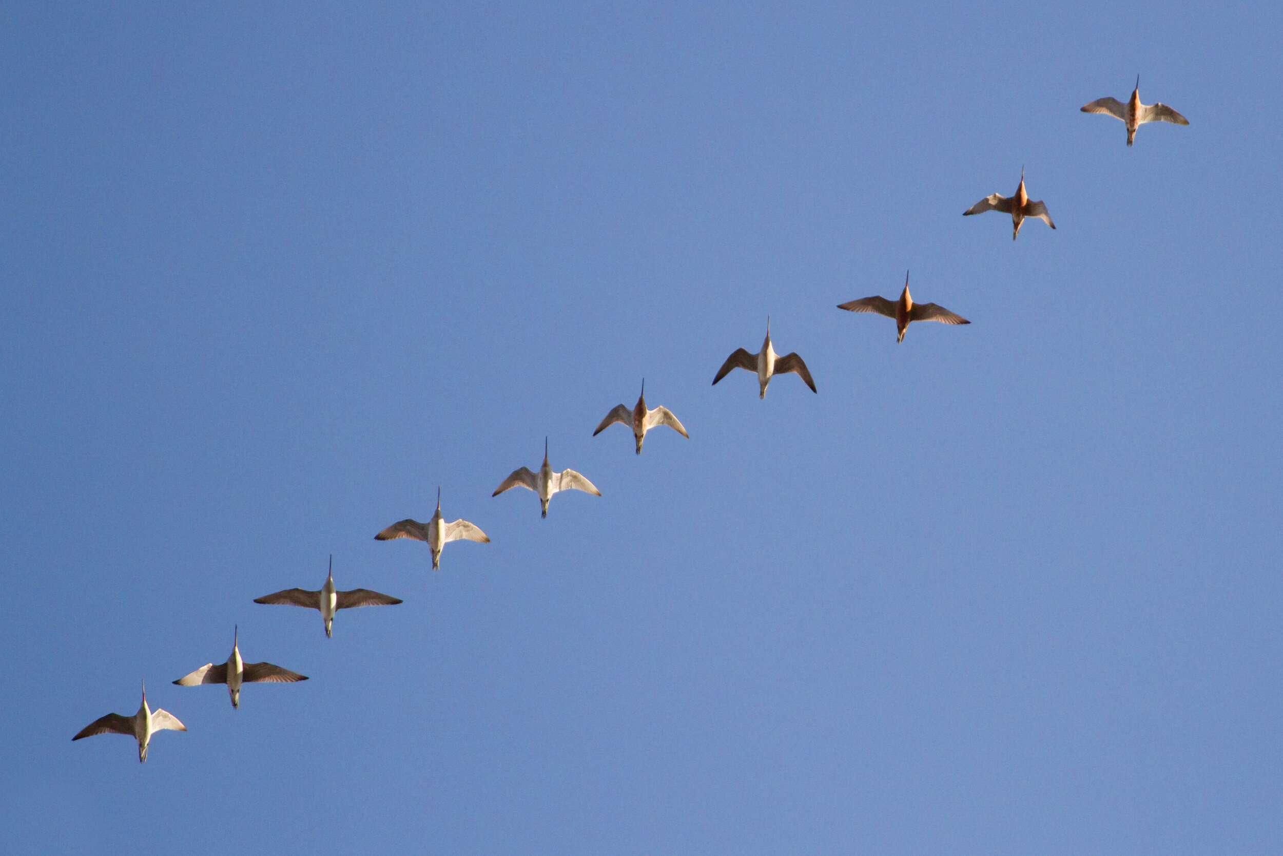 Broome2015_Bar-tailed Godwit migration watch1a.jpg